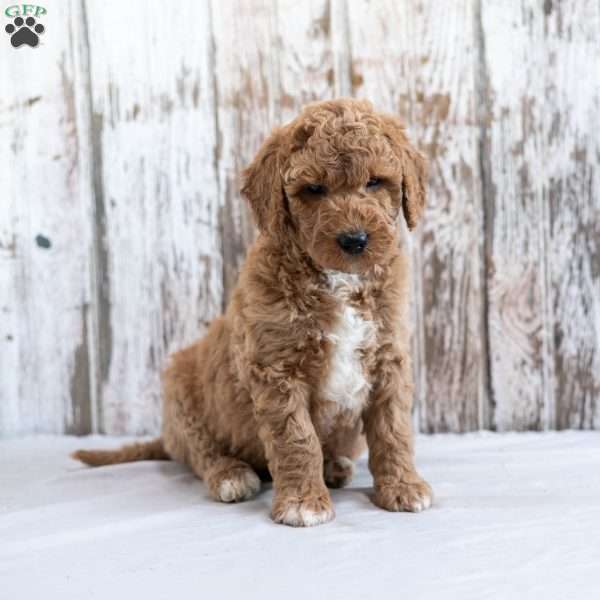 Hedwig, Mini Labradoodle Puppy